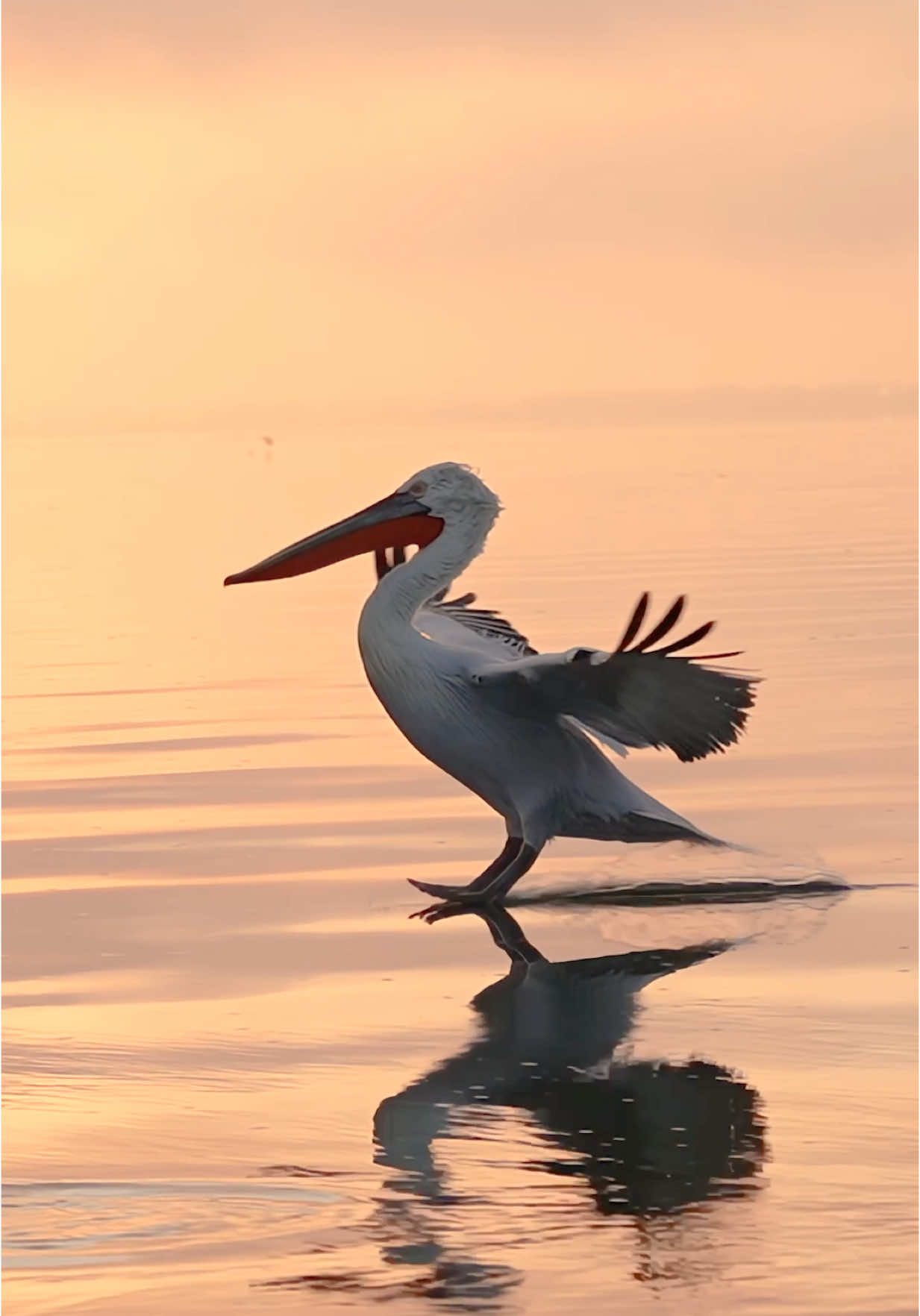 With the sun just barely peeking through a thin veil of clouds, the world’s largest pelican makes its grand entrance set against a soft pastel background of gold and peach. With the wind still sleeping, the surface of the water is as smooth as glass. The majestic bird dangles its toes in before making a perfect landing. It’s almost like the bird was testing the water temperature before deciding to make the plunge. 😊