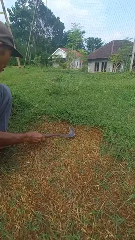 arit pengaritan bahan full baja sepuhan jaminan kuat dan tajam. cocok untuk ngaret rumput maupun panen padi. #arit #arittajam #arittajamawet #aritbaja #aritbajaper #aritmurah #sabit #sabittajam #sabitbaja #sabitmurah #ngaret #ngaretsuket #pengaritan #ngrumput #sobatngaret #fypppppppppppppp #tiktok #viral #tranding 