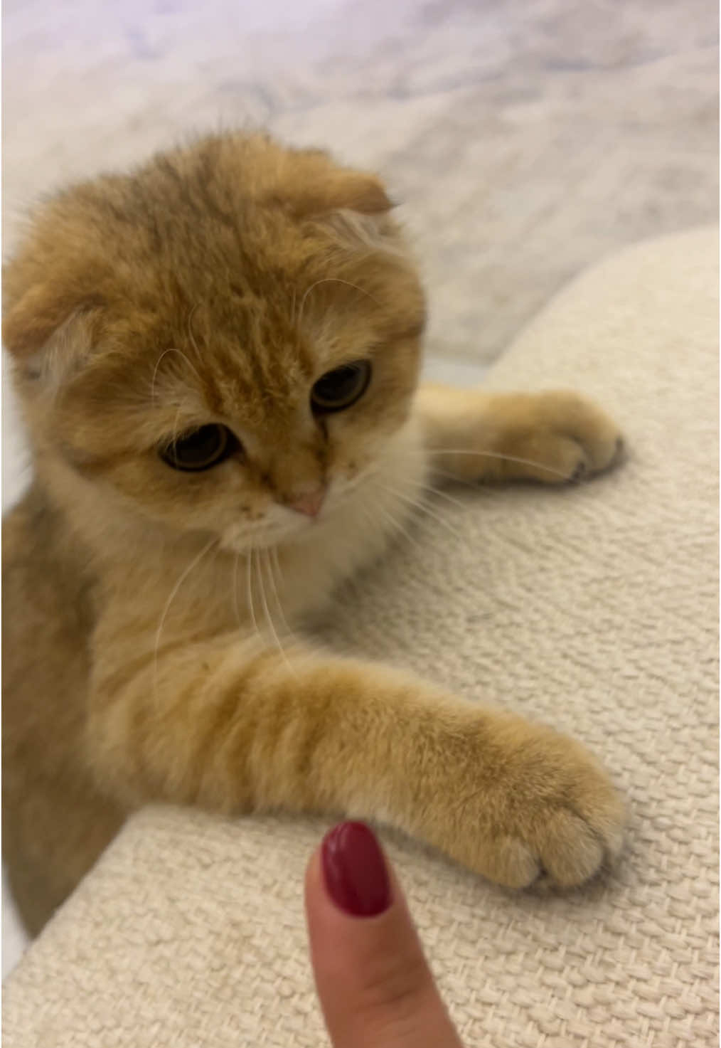 قطتي 🐈 . #cat #fypシ #explore #kittycat #قط #قطتي #شعر #شعراء #البحرين🇧🇭 #bahrain #catsoftiktok 