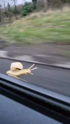 Without the music #snail #car #fast #turbo 