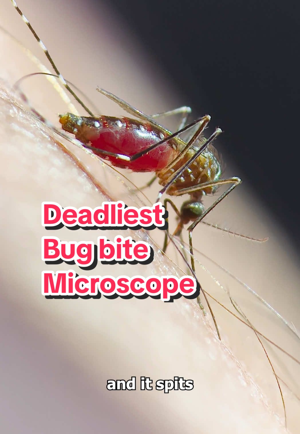 Worlds deadliest bug bites my hand 1000X MAGNIFICATION 🦟 🔬 #mosquito #microscope #STEM #science #hawktuah #biology #bite #deadliestanimals #learning #bug #insect 