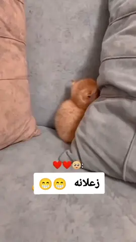 #لولو_زعلانه ههههه