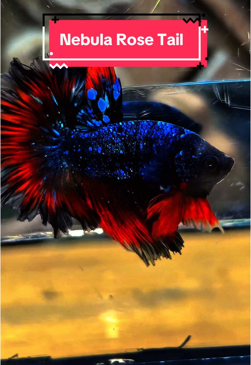 👑 NEBULA ROSE TAIL👑 . . . #avatar #cupangavatar #halfmoonbetta #cupanghmpk #halfmoonavatar 