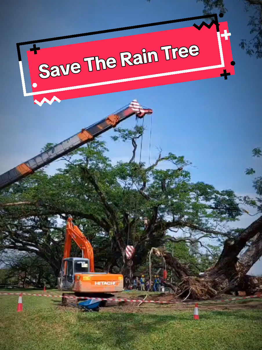 Misi menyelamatkan pokok hujan-hujan yang telah tumbang baru-baru ini di Taman Tasik Taiping. #bandarlestari  #tamantasiktaiping  #taiping151 taiping151