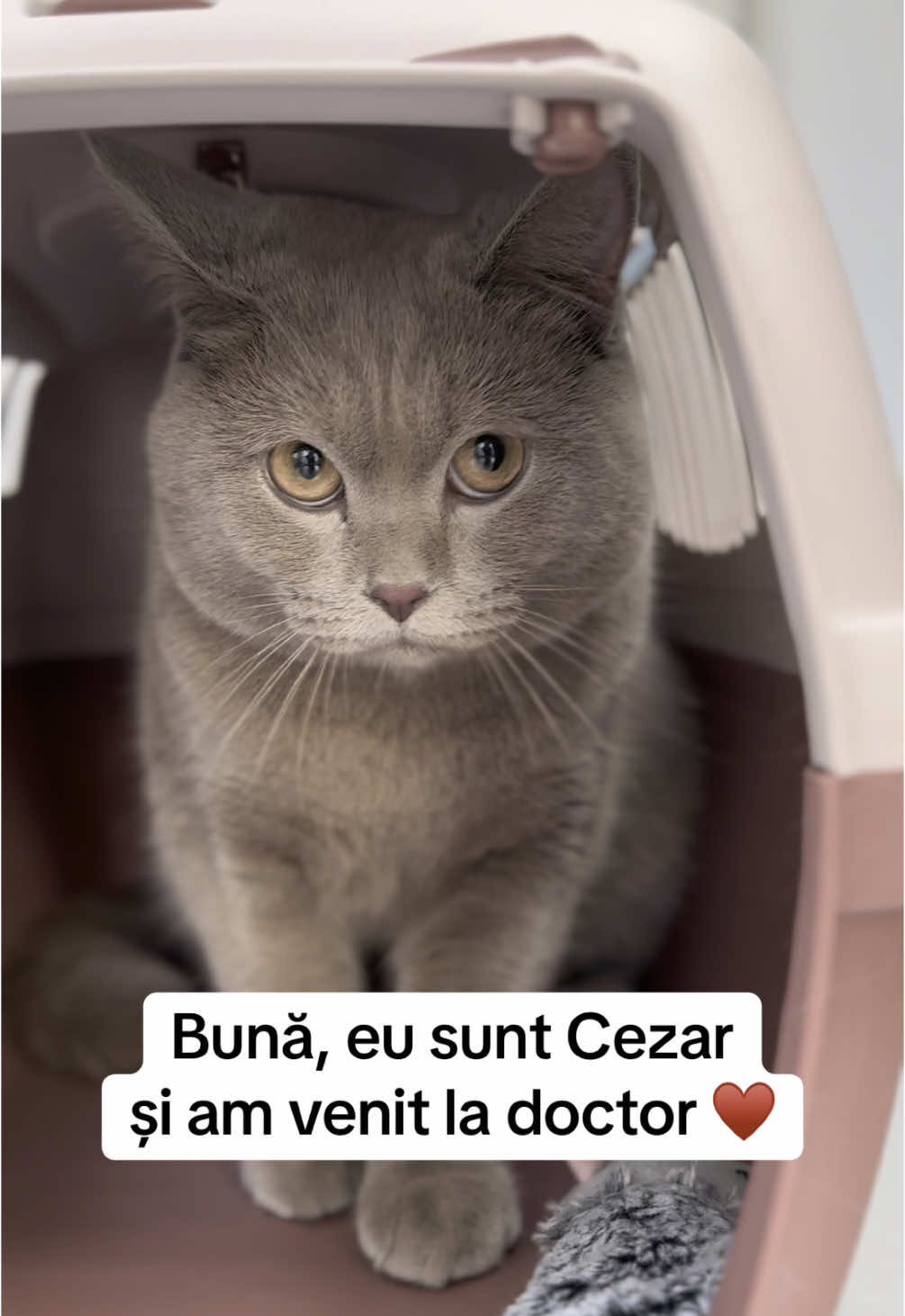 Astăzi l-am avut în vizită pe Cezar, un superb British Shorthair de 8 luni, care a venit pentru castrare. Prietenos și curios, ne-a cucerit pe toți cu blănița lui pufoasă și ochii expresivi! 👑💙 Sterilizarea este o decizie importantă pentru sănătatea și bunăstarea pisicilor, contribuind la prevenirea bolilor și comportamentelor nedorite. #vetlife #veterinary #vetexaminations #vetcuriosities #consultatie #catlovers #britishshorthair 