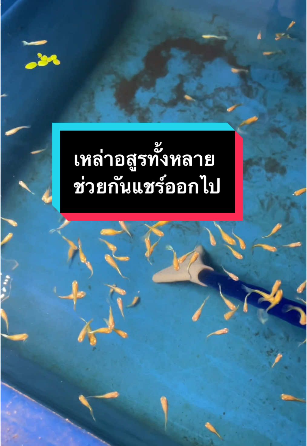 อุปกรณ์ถ่ายน้ำดูดขี้ปลา #อุปกรณ์ถ่ายน้ําปลา #ดูดขี้ปลา #บ่อปลา #ตู้ปลา #อ่างปลา #อ่างบัว #ปลาหางนกยูง #ปลาหางนกยูงเกรด #ปลาหางนกยูงสวยงาม #ปลาสวยงามน่าเลี้ยง #ปลาบอลลูน #ปลาบอลลูนยักษ์ #อ่างปลาหน้าบ้าน 