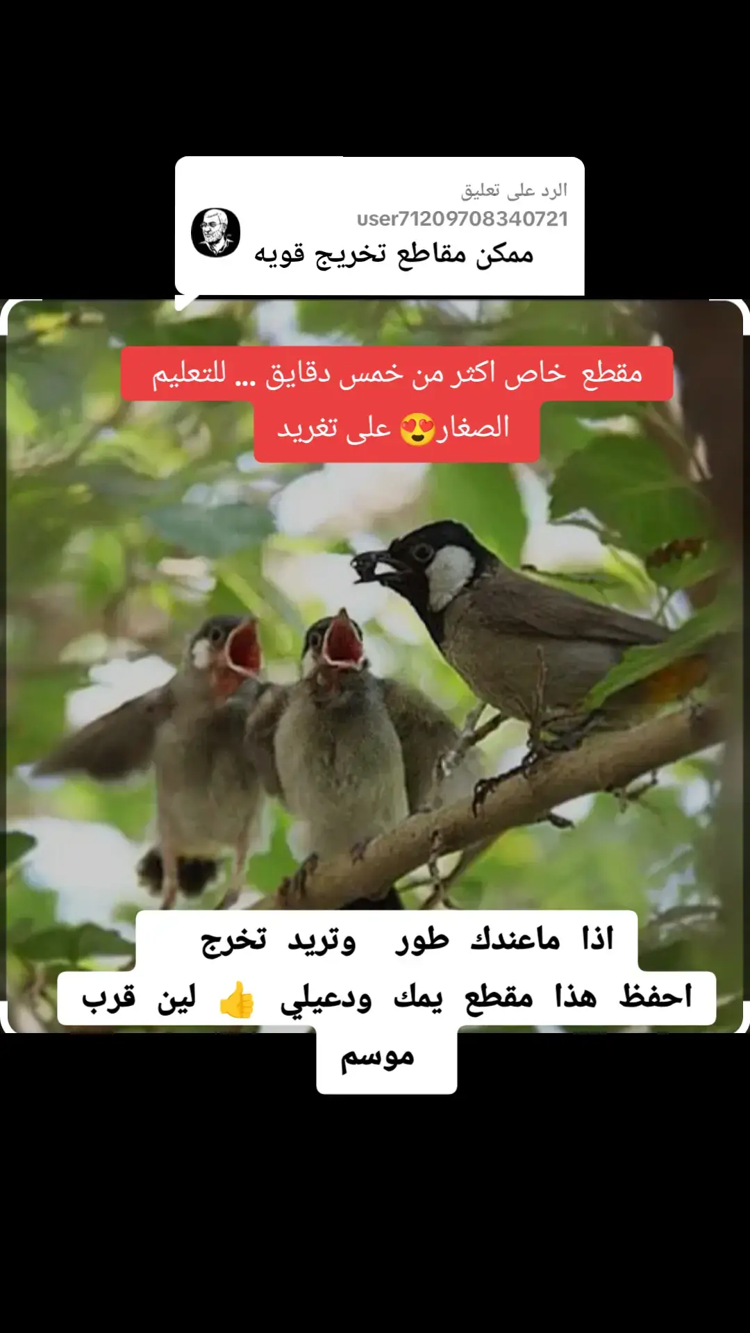 الرد على @user71209708340721  مقطع خاص للتعليم الصغار 👍#بلابل_تمر #بلابل_العراقيه #بلبل_عراقي_ابيض_الخدين #بلابل_ابيض_الخدين🕊️🕊️ #بلبل_عراقي_بلبل_خورما #بلابل_ابو_فهد_🦜  #الشعب_الصيني_ماله_حل😂😂 
