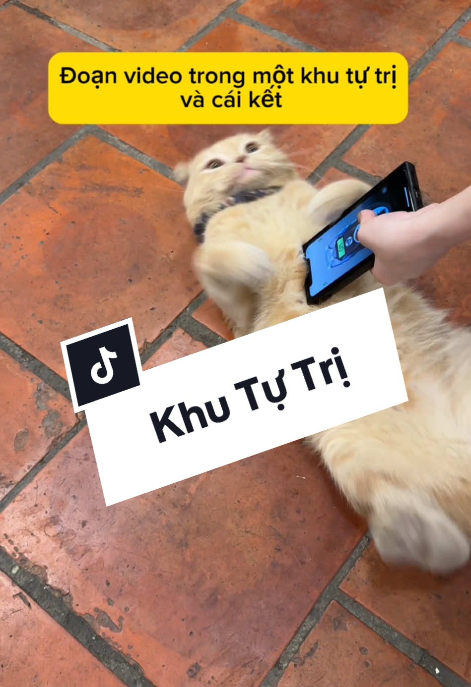 M làm Sen t hơi lâu rồi đó #meow #meothugian #chubegold #meocam 