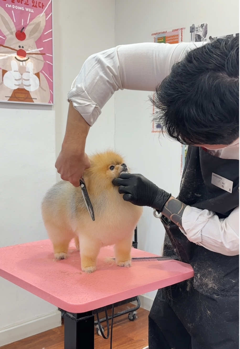 🥹🧡 #groomin #grooming #Love #dogsoftiktok #dog #pomeranian #lovely #puppy #fyp #반려동물 #포메라니안 #foryou #viral #포메미용 #포메틱톡 #doggy#groom 