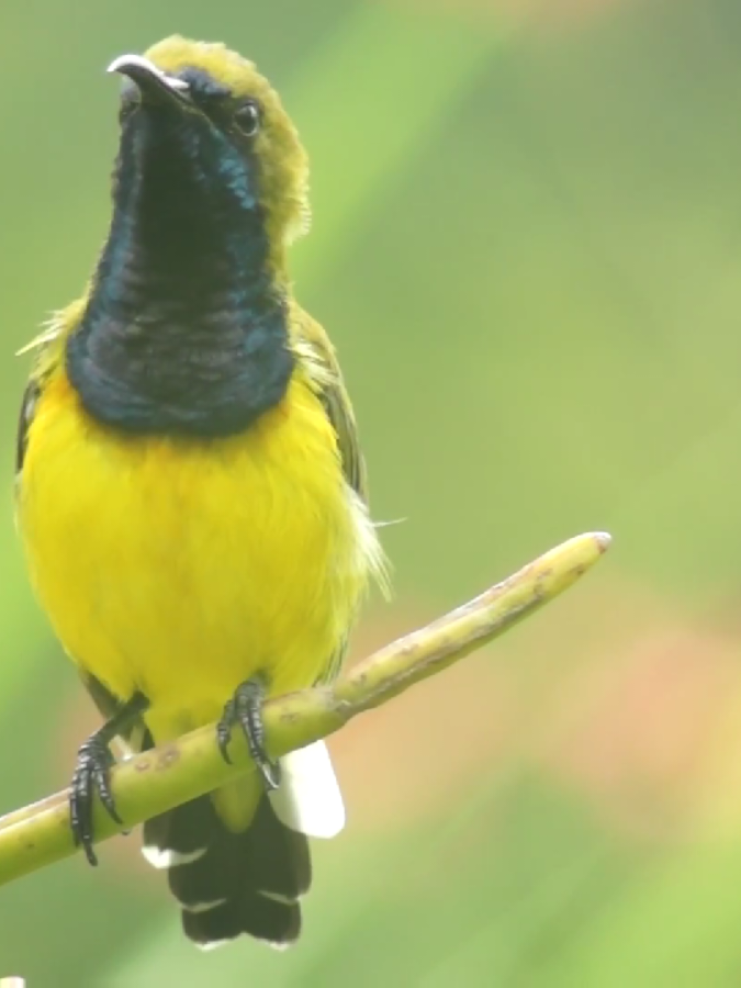 Sogon / Kolibri Sriganti #burung #bird #kicau #kicaumania #foryoupage #fyp 