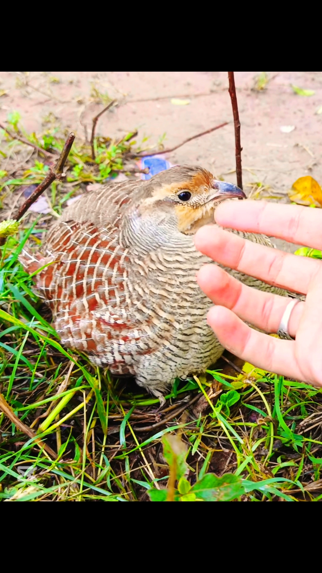 Irani Teetar Chicks Hatched  #UK #uk #uktiktok #teetar #teetarlovers #uktalent #eggs #chicks #quail #birds 