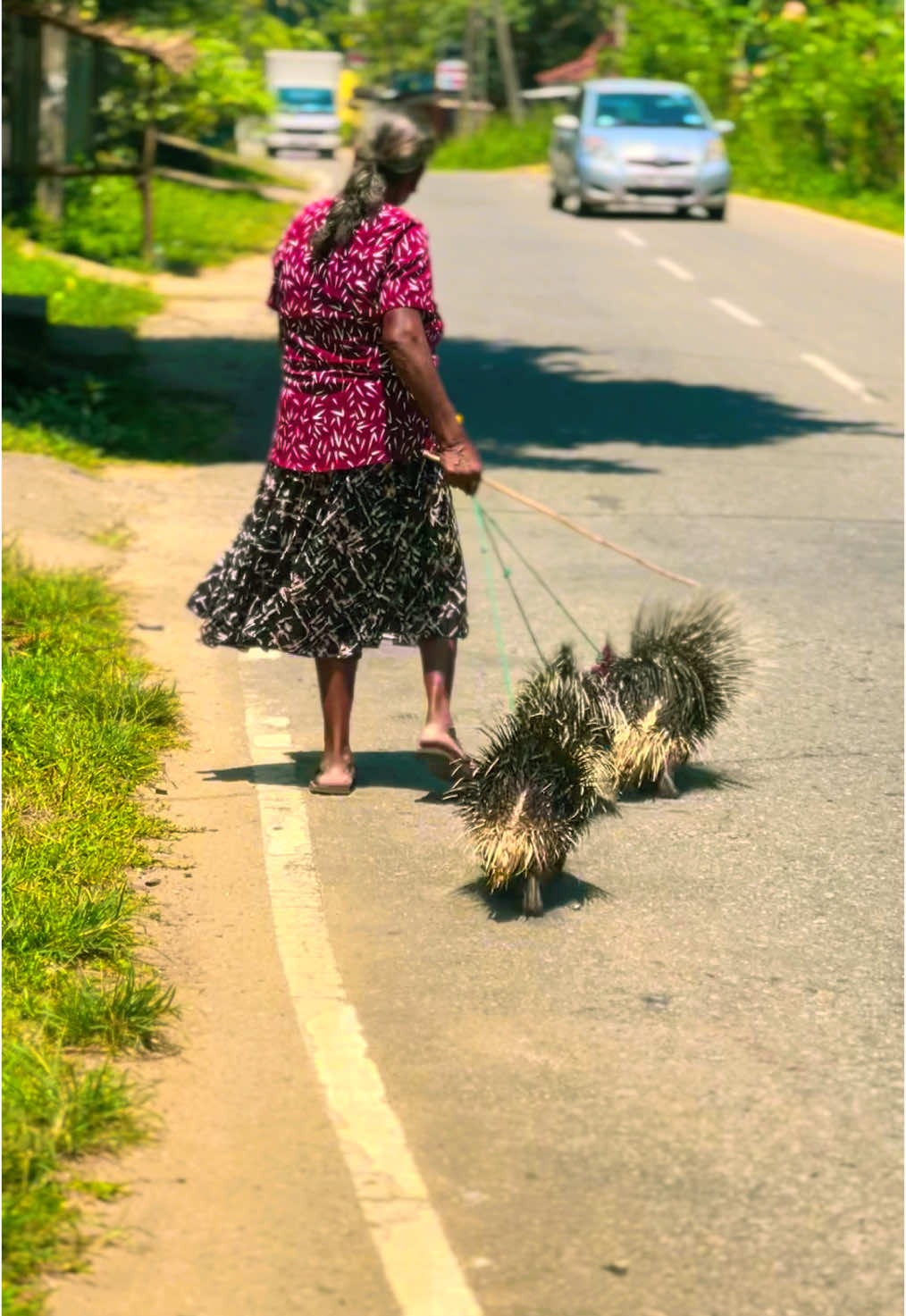 පොලිමට යනවා අනේ ඉත්තෑ පැටියො🥺Cute little bird#foryou #trending #fypシ #shorts #1millionaudition 