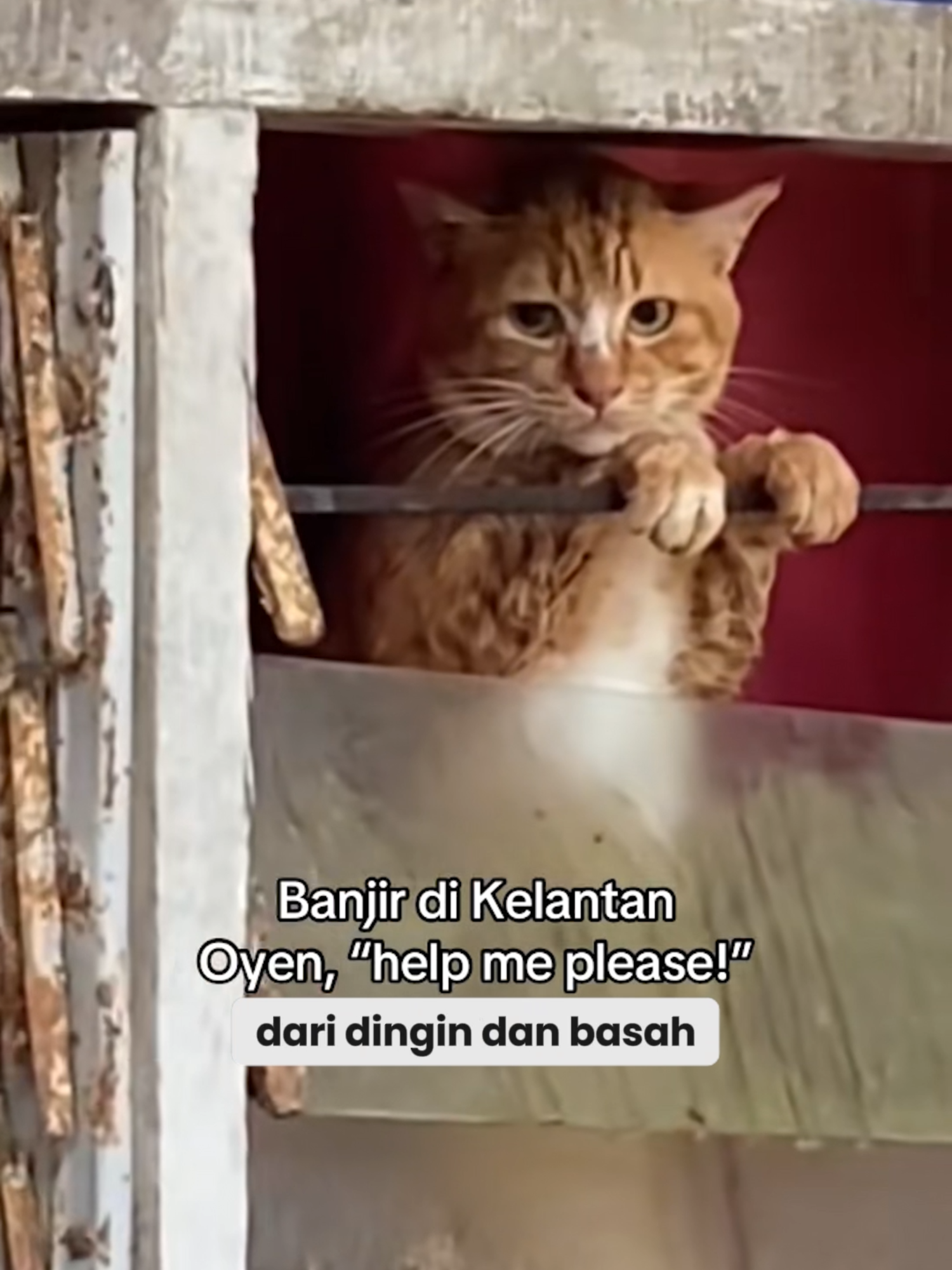 KEMANA KUCING LIAR PERGI SAAT BANJIR? #kucing #kucinglucu #banjir #hewan  #binatang  #hewanlucu  #fypdong  #fyp  #foryou  