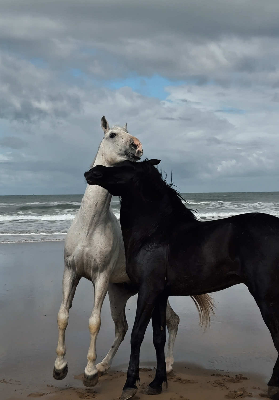 Milou 🖤 & sultan 🤍 #horse #horseriding #pferd #travel #cheval #morocco🇲🇦 #explore #fyp #tiktoktravel #marrakech #casablanca 