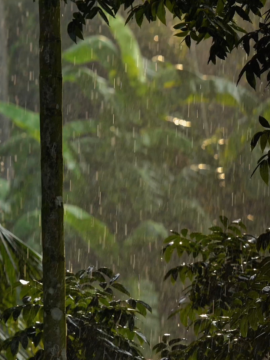 #mưa #rain #forest #binhyen #thugian #thiennhien #nhenhang #kyuc #tuoitho #nongthon 