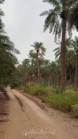الأحساء، بمزارعها الغنّاء ونخيلها الباسق، تبدو أكثر سحراً تحت المطر، حيث تتراقص قطراته على سعف النخيل، ويرتوي ترابها الطيب، ليبعث بالحياة من جديد. رمضان في الأحساء حينما تقترن أمطاره بنفحات الرحمة، هو لحظة يتمنى الجميع أن تطول. #الأحساء #أمطار_الأحساء #رمضان_مبارك #أجواء_رمضانية #زخات_المطر #روحانية_رمضان #الأحساء_في_المطر 