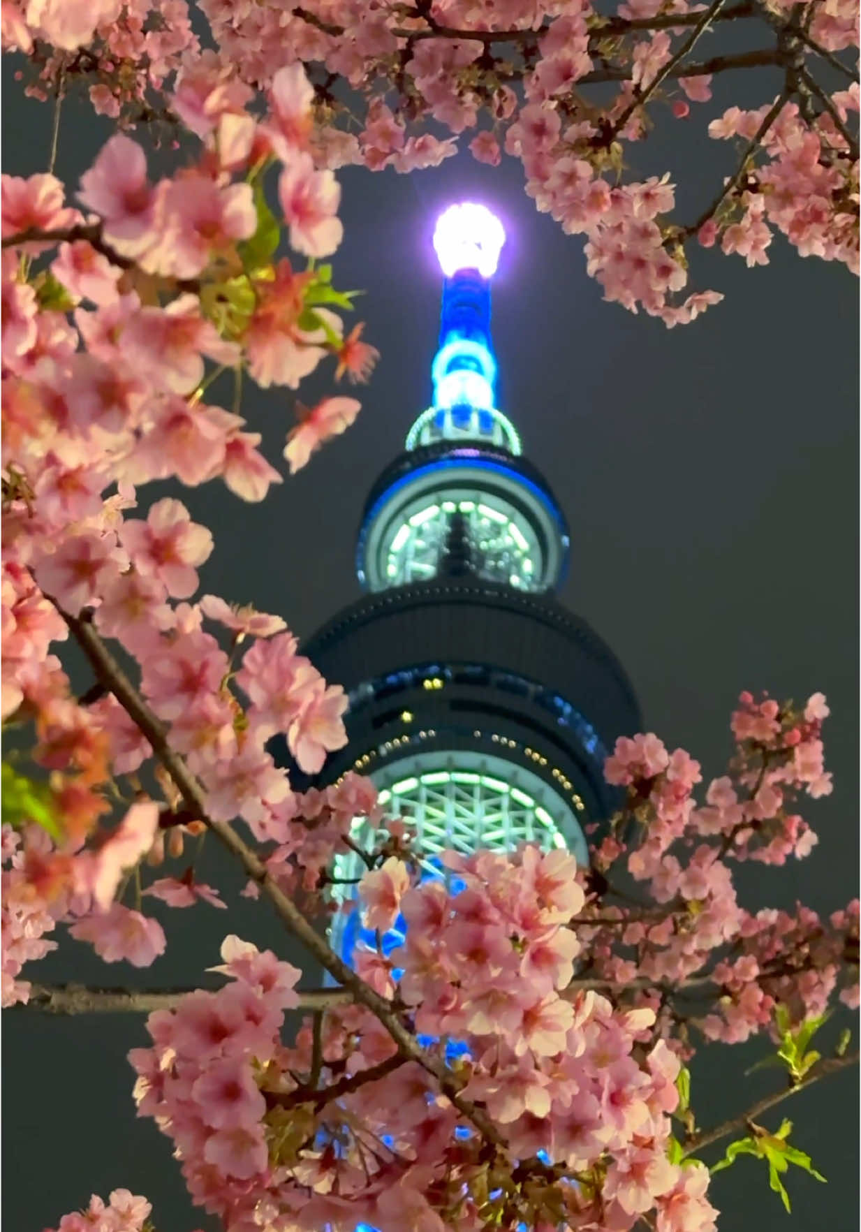 桜・スカイツリー🌸🗼✨💫 河津桜の下から桜越しに見上げるスカイツリーは絶景！🥹🙌🌸🗼 旧中川の河津桜も見頃で、夜桜越しにJR総武線の電車とスカイツリーを楽しむことが出来ます！😉👍🌸🌸🚃𓈒𓂂𓏸🗼 皆さまもスカイツリーとお花見さんぽはいかがですか？🥳🙌🌸🗼✨💫 photography:2025/3/6 #東京スカイツリー #スカイツリー #河津桜 #旧中川 #絶景 #桜 #桜神宮 #絶景スポット #お花見 #お花見デート #tokyo #japan #tokyoskytree #skytree #kawazucherryblossoms #viewspot #cherryblossom #cherryblossomsafterwinter #japanphotography #満開 