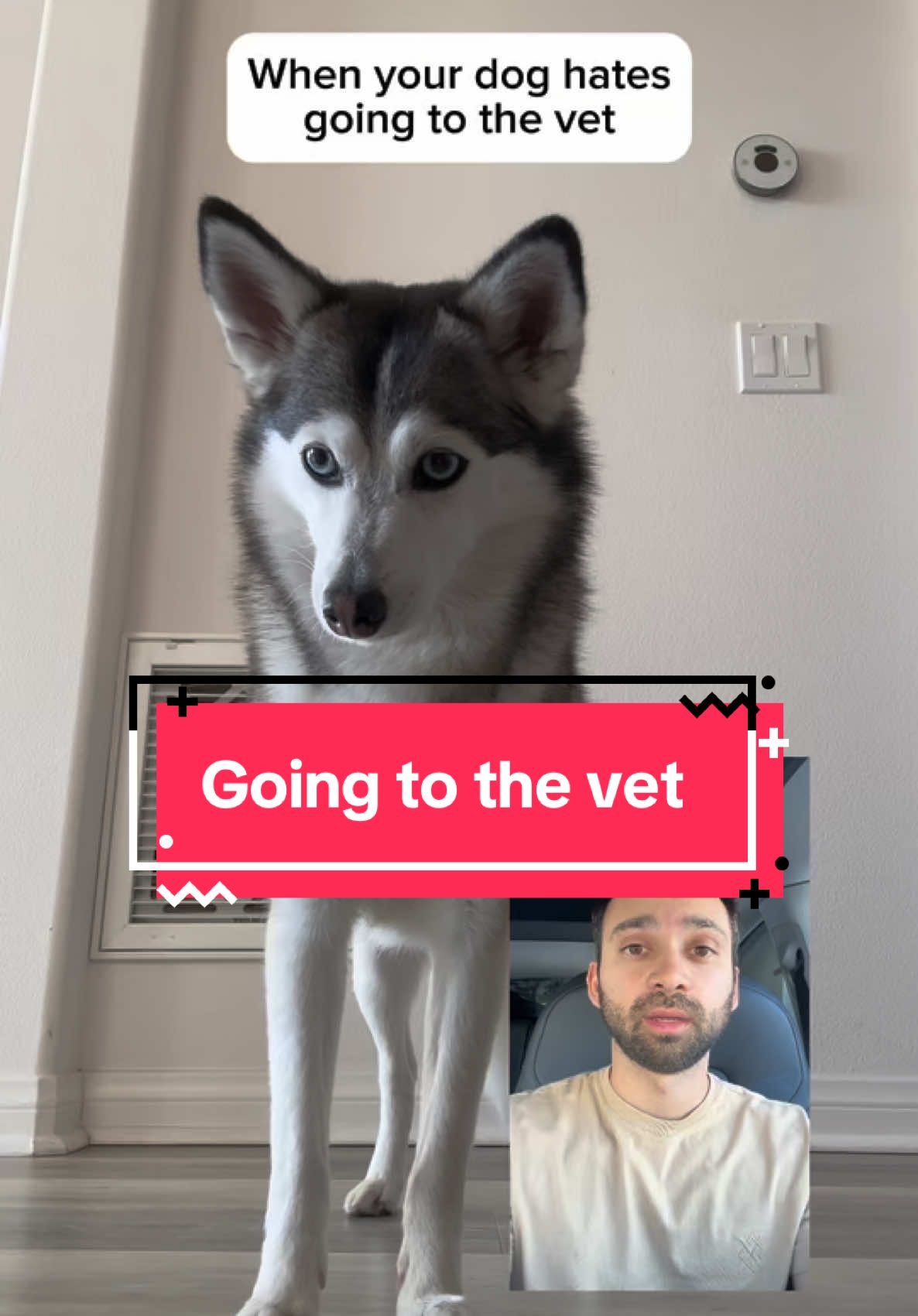 When you dog hates going to the vet 🤣🤣 #funnydog #dogs #dogsoftiktok #pomsky #smartdog #fypシ 