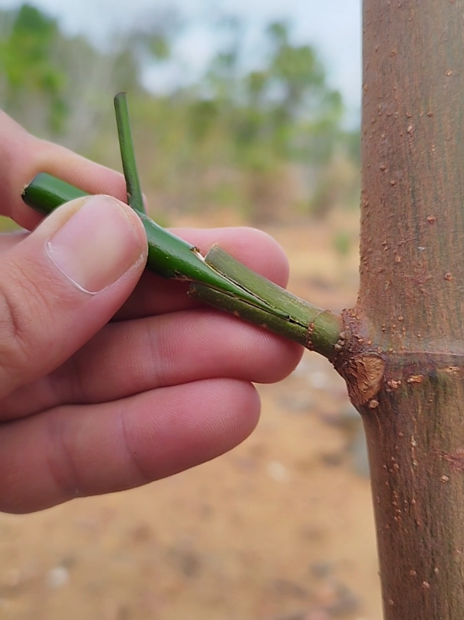 #grafting #bonsai #gardening #plants #nature #viral #foryoupage #fyp 