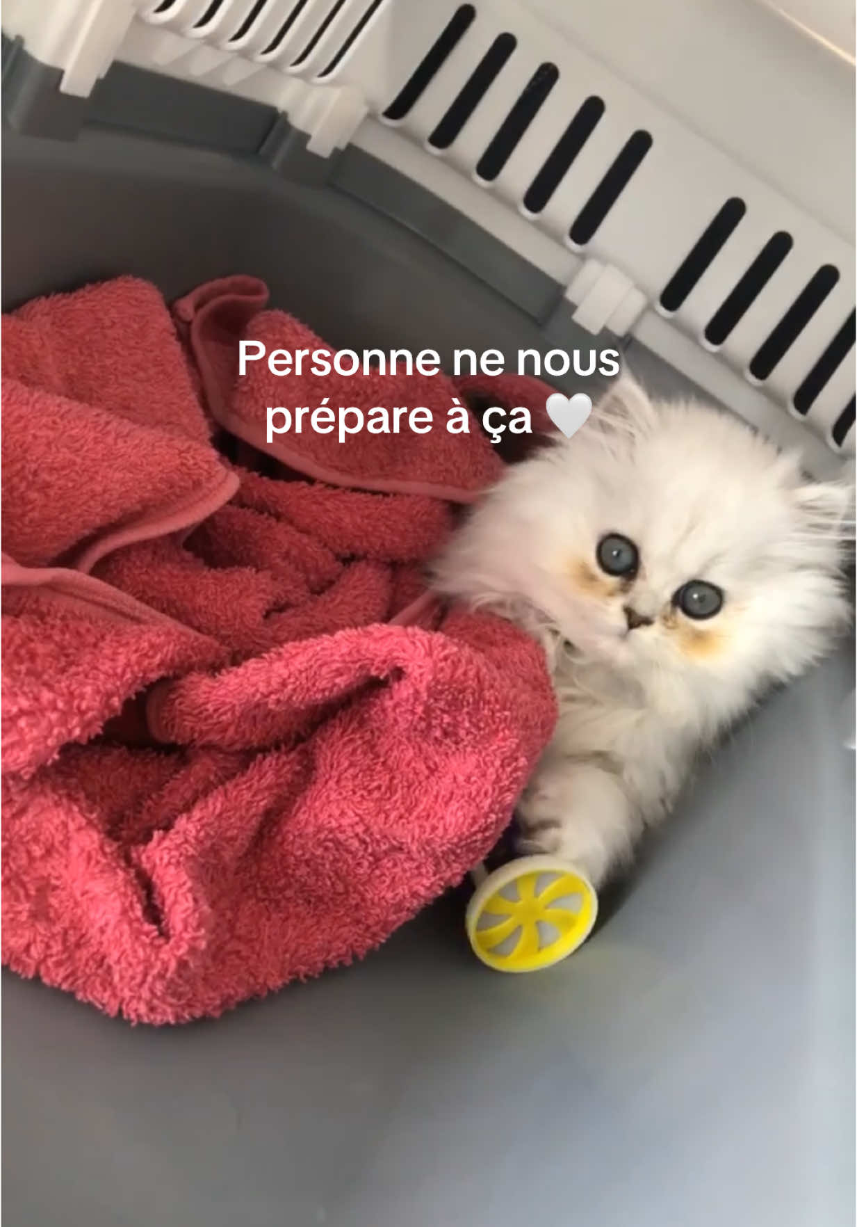 Ok je vais pleurer 🥺🥺 #chat #cat #persan #kitty 