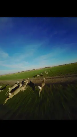 Unexpected guests during the FPV flight #deer #animals #fpv #fpvdrone #fpvpilot #fpvlife #wildlife #nature 