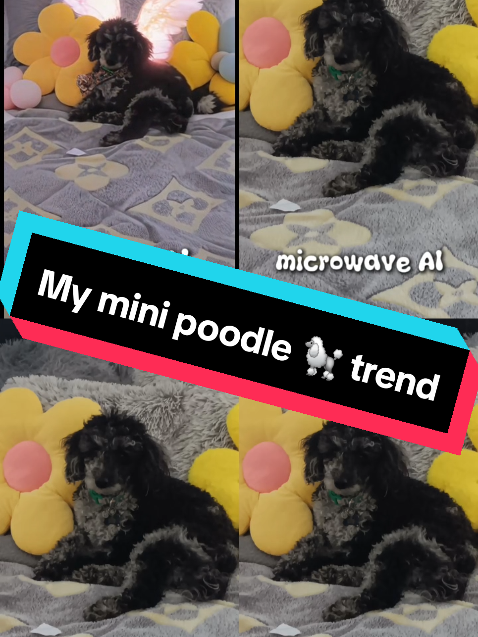 trying all 4 different filter on my mini poodle 🐩 looks hilarious #Sweet_Rice_Maryann #thonemixayfamily #fyp #viral #minipoodle #goodvibes #hilarious #foryoupage #aifilter #CapCut 