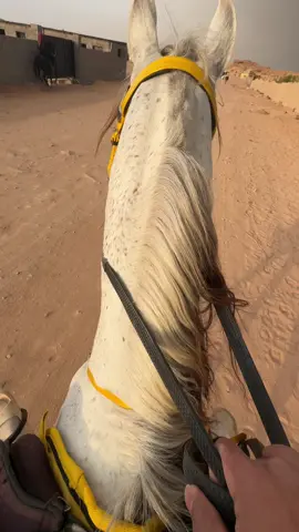 ركوب اليوم والاجواء ماشاءالله🤍🤩#CapCut #بيرق_العز #تبوك #خيل_وخياله🐎 #الخيل_العربي_الاصيل🐎 #حرارة_الخيل_العربي #اجواء_رمضان #غيوم 