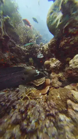 Does it look scary to you ?  #morayeel #redsea #vacation #diving 