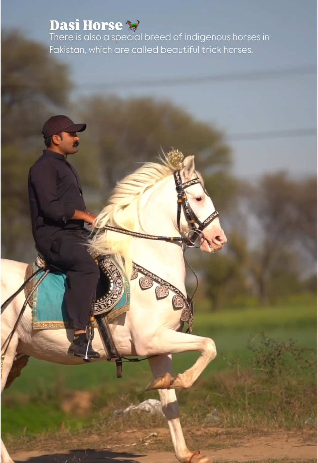 There is also a special breed of indigenous horses in Pakistan, which are called beautiful trick horses.❤️ #punjab #village #horselover #horse #horses #unfreezemyacount #hassanphotographyfilms 