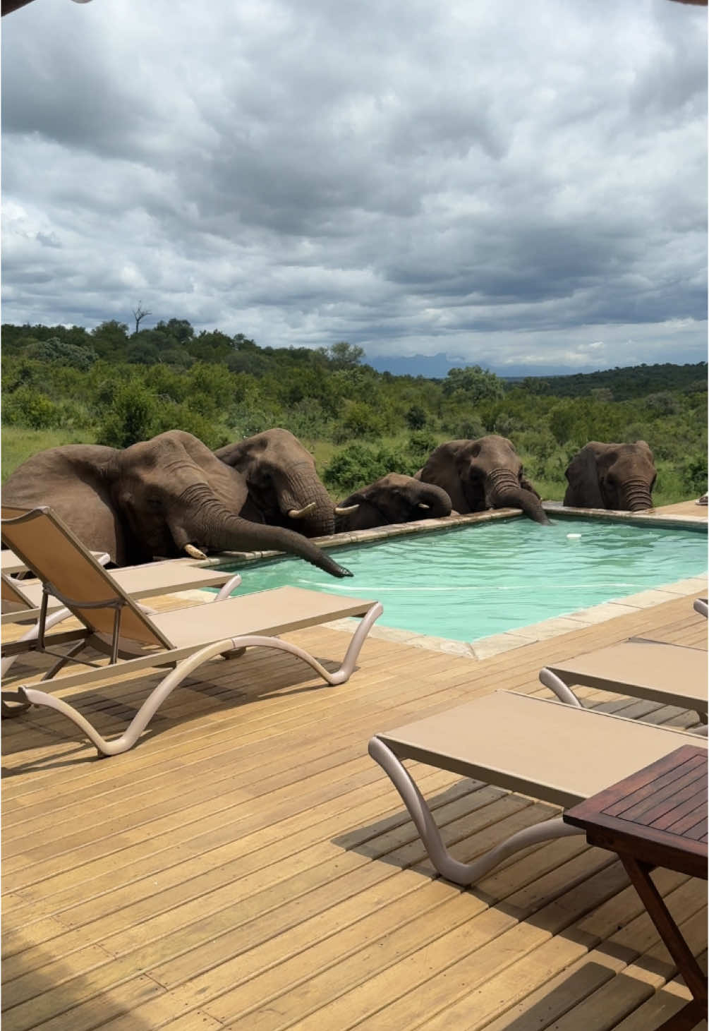 Pooldays with the ellie’s 🐘 #dream #elephant #pool #southafrica #kruger #travel #safari #krugernationalpark 