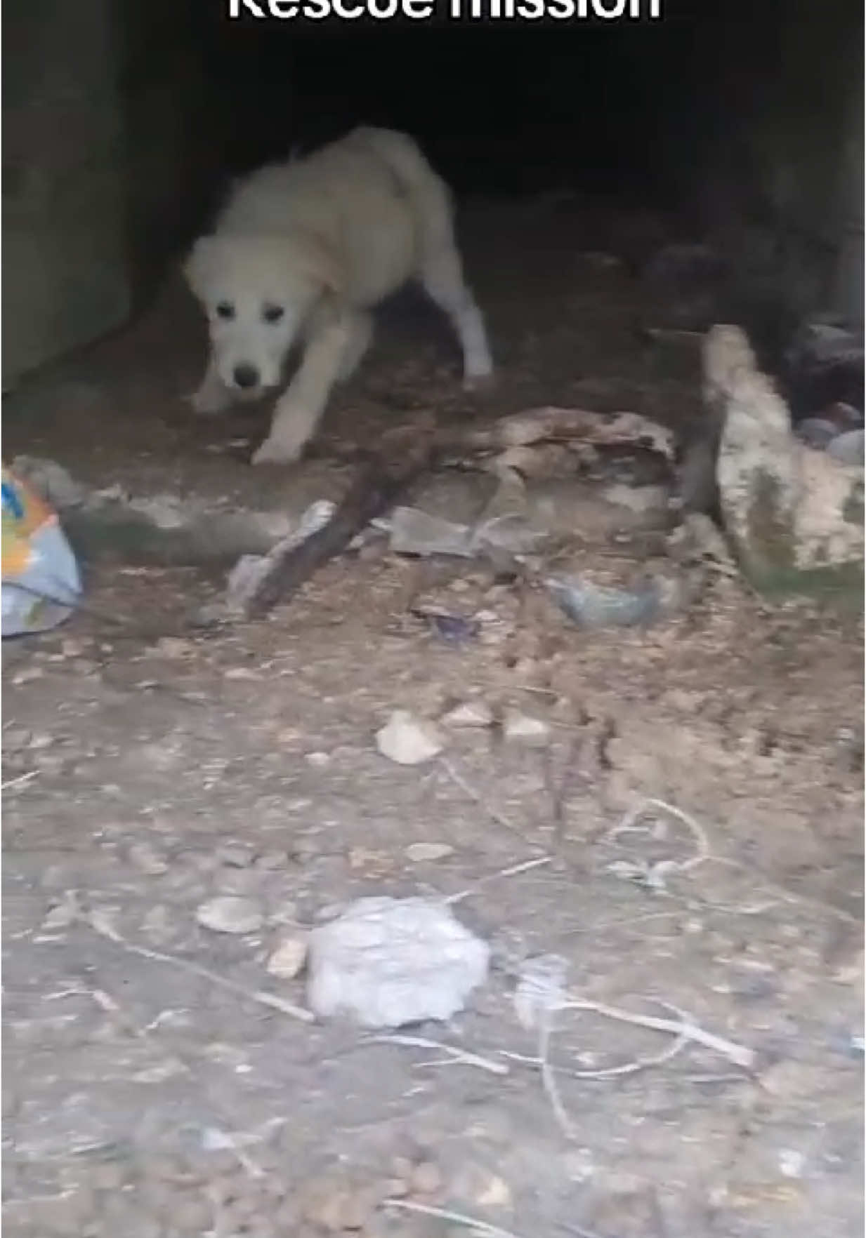 When Maxton, Alesha, Alida and Sheldon when rescued 🥺❤️🙏🏻 Now let’s get the homed so they can live their best life’s 🥺❤️ #rescuedog #animalshelter #zantestrays #streetdog #adoptadogsavealife #adoptadog #rescuedogsofinstagram #rescuredoglife #greece #greekstreetdog #findmyforeverhome  #puppie #streetpups #dogrescuemission 
