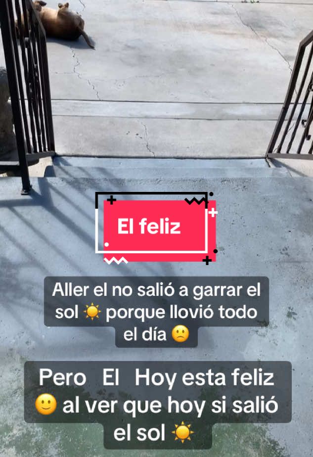 #mi perro 🐕 feliz 🙂 de salir a fuera # salió el sol ☀️ #grasias sol ☀️ por ser feliz ami perro 🐕 el día de hoy 