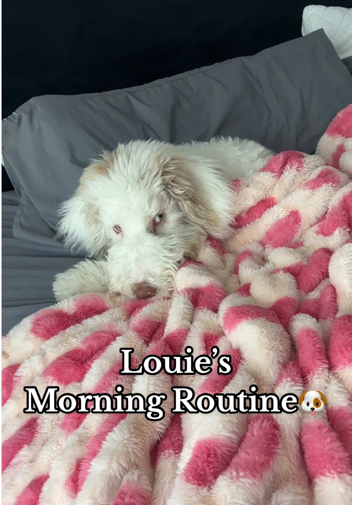 Louie told me to record this so he could do a voiceover #sheepadoodle #morningroutine #dogsoftiktok #furbabies #aussiedoodle #carsonroney