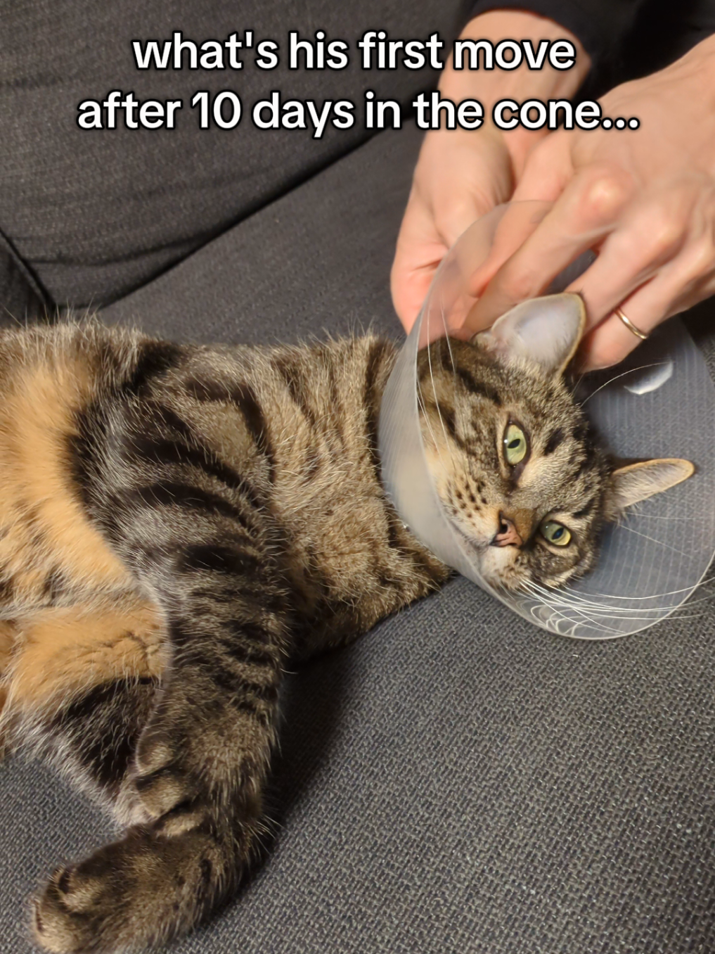 10 long days of the Cone of Shame… removed at last! No celebration, no gratitude—just an instant, full-speed grooming session like the world was ending. #MunchieTheCat #fyp #catsoftiktok #cat 