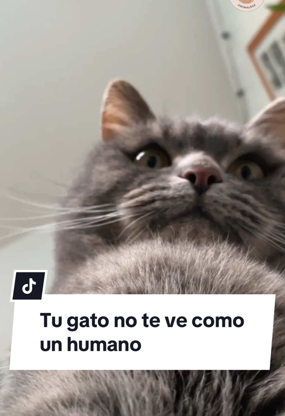 ¿Sabías que tu gato no te considera un humano, sino un compañero de especie extraño y torpe? 🤯 Para él, eres un gato grande que no sabe cazar. Por eso, cuando sales de casa, cree que te vas de cacería, y cuando vuelves con bolsas de compras, piensa que has atrapado algo increíble. 🎯🐭 Descubre cómo tu gato realmente te percibe y por qué hace cosas que parecen extrañas pero tienen todo el sentido para él. ¡No te lo pierdas! 😸✨ #Gatos #CuriosidadesFelinas #TuGatoYTu 