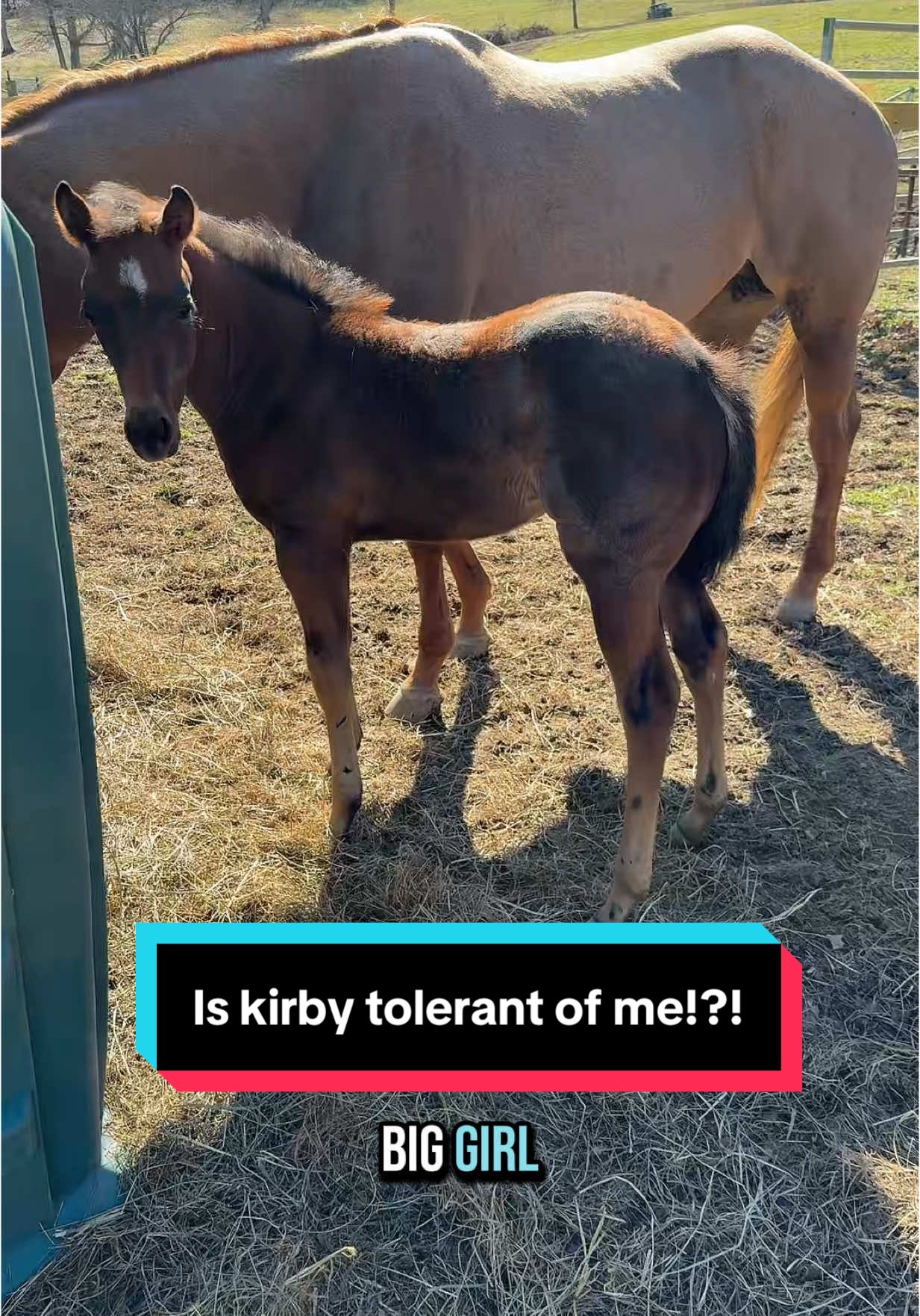 Is Kirby…tolerant of me!?!😍 #foalsoftiktok #foalsof2025 #bayroan #roan #aqhafoal 