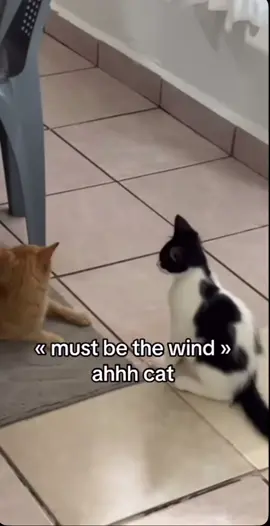 We’re on to ya bud 😭🙏 #foryoupage #meme #funny #fyp #memes #cat #cats #catsoftiktok #catlover 