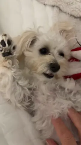 Simple life…🐾💕 #fyp #dogtiktok #dogmom #maltipoo #dogsoftiktok #puppiesoftiktok #puppytiktok #maltipoosoftiktok #puppylife #girldog #cutestpuppy #simplelife #loveher #bestie #spoiled 