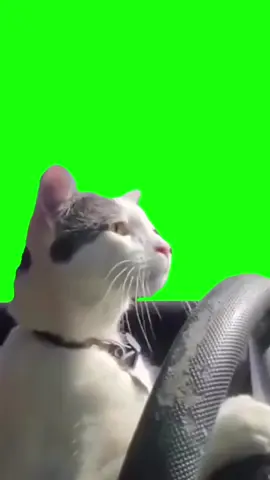 Cat Drawing a Car | Green Screen 