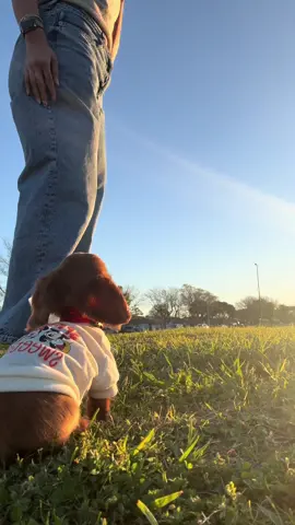 My only job is to be cute 🤪#fypシ #foryoupage #dachshund #dachshundsoftiktok #fypシ゚viral #fy #foryourpage #parati #puppy #Love #trending #viral #cute 