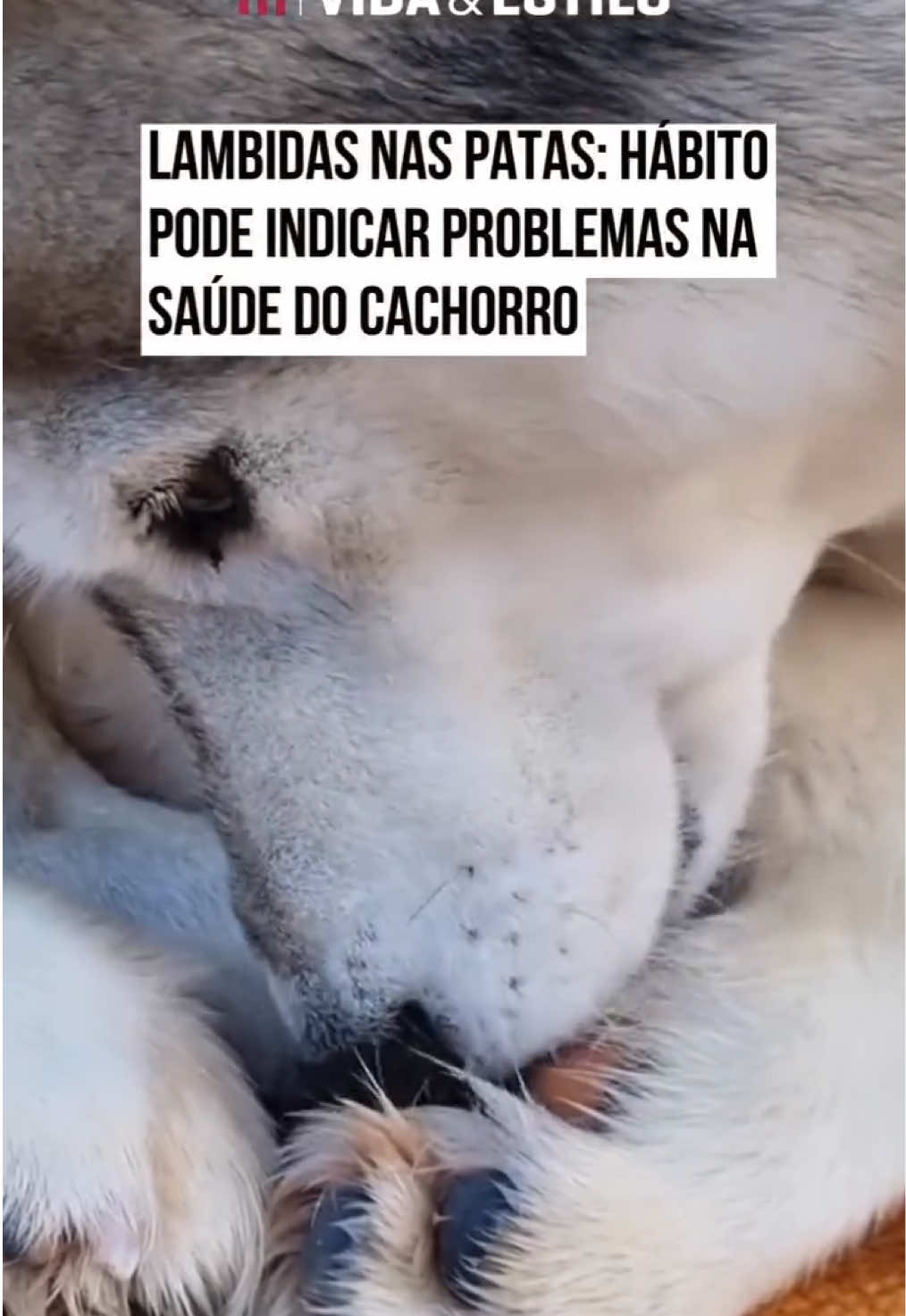 Se o seu #cachorro lambe as patas com frequência, é hora de prestar atenção. Embora essa seja uma ação comum, quando ocorre de forma excessiva pode indicar um problema de #saúde física ou emocional. Segundo o #veterinário Thiago Borba, existem dois principais motivos por trás das lambidas nas patas: problemas físicos ou questões comportamentais. Em casos de problemas clínicos, o cão pode estar sentindo algum desconforto. “Queimaduras por andar em pisos quentes, unha quebrada ou até feridas podem levar o animal a lamber a região para aliviar a dor”, explica o veterinário. Apesar de infecções fúngicas e bacterianas serem associadas ao hábito, Borba esclarece que raramente são a causa inicial. “Com o tempo, as lambeduras podem levar a esses problemas, mas, no começo, o motivo geralmente é outro”, explica. Muitos tutores acreditam que o problema está na ração ou na pele do animal, mas, na maioria dos casos, a origem é emocional. “Se não houver uma lesão física, a causa sempre é o tédio”, destaca o especialista. #TikTokNotícias 