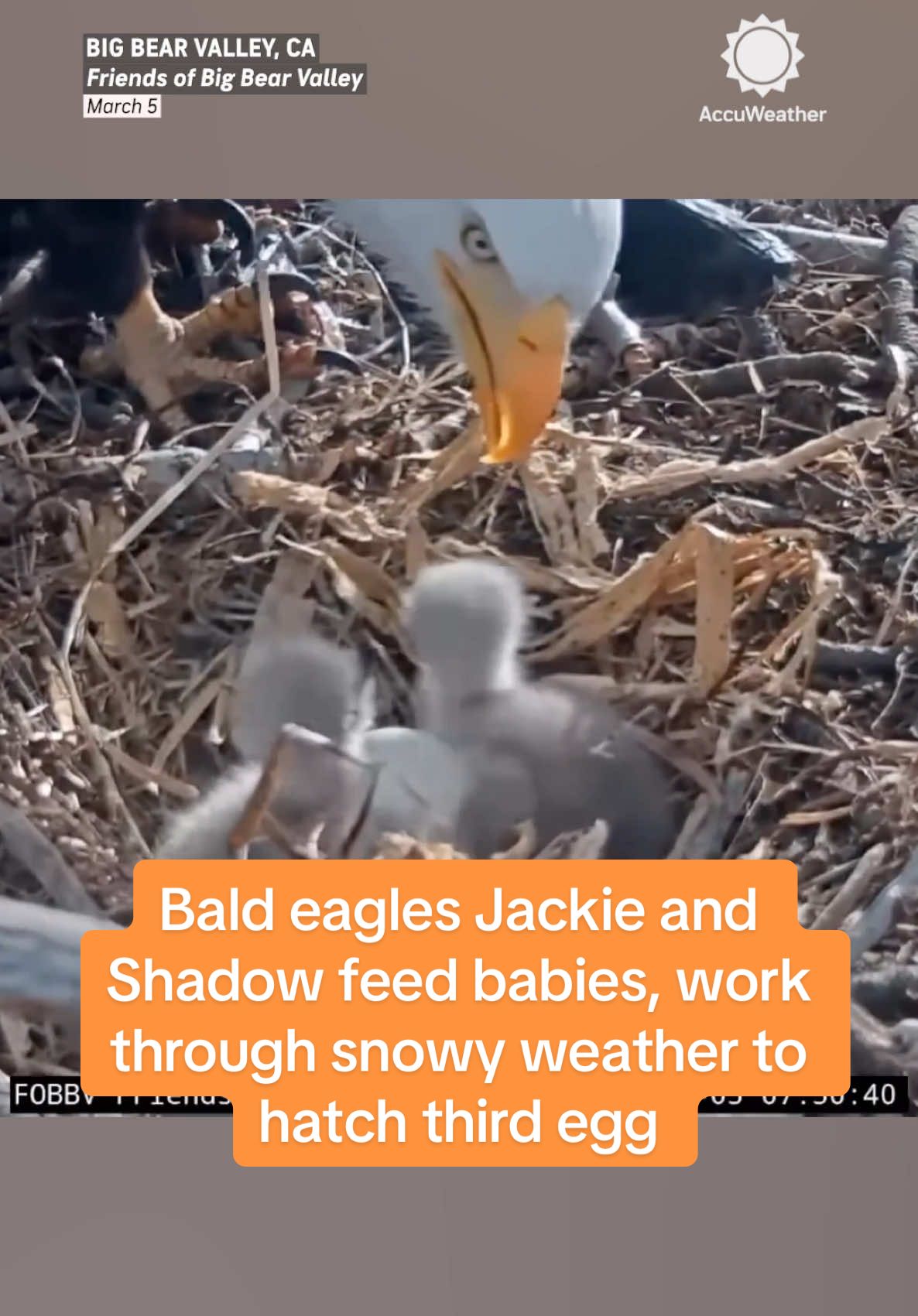 Big Bear bald eagles Jackie and Shadow feed and protect their two young babies as they wait for the third to emerge from the egg in the snow 🦅❄️ #eagles #baldeagles #bigbearvalley #jackieandshadow #birds #viral #trending #accuweather 