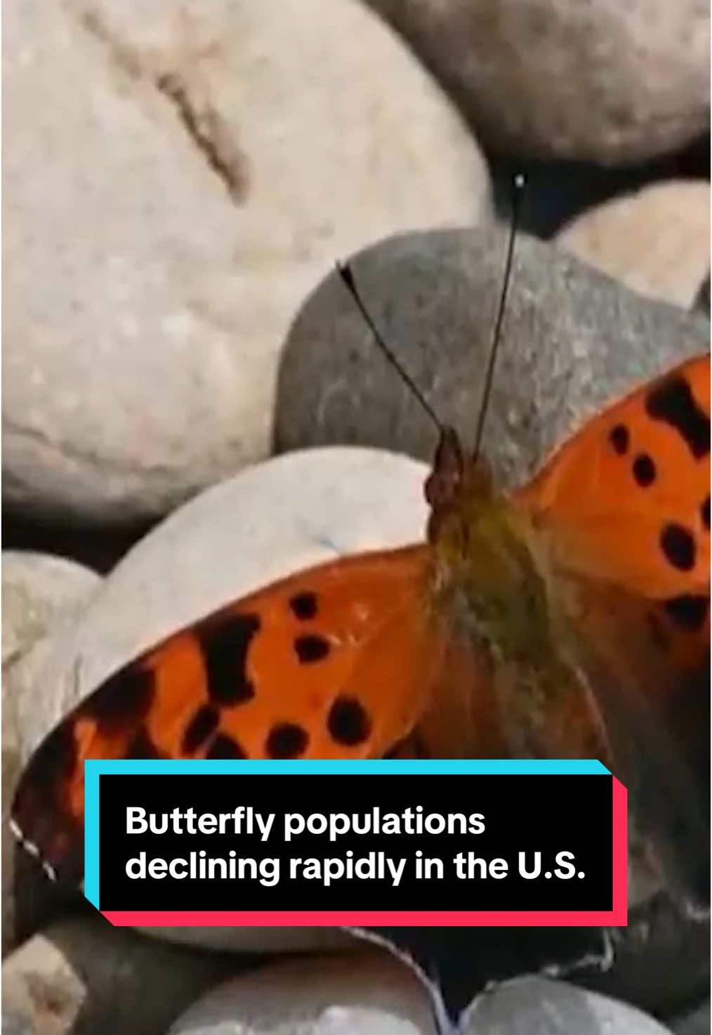 The butterfly population has fallen 22% between 2000 and 2020, according to a study. The new research offers a stark warning about the potential future of the insects and shows 