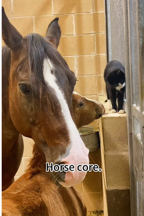 Horse core.#horse #horses #horsesoftiktok #horsetok #horselove #fun #funny #funnyvideos #funnymoments #funnyanimals #funnyhorse #foryour #fyp #fypシ 