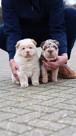 Chow chow & Shar pei puppies 💖 📸 @k9tography  Thanks for collaborating with us  If you’re interested in content like this & collaborating with us  Drop us a DM @pawpointuk ➖ ➖ ➖ #chow #chowchow #sharpei 