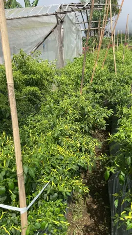 🙏🏻😇😎 gas trus selagi harga masih pedis😇 #petaniindonesia🇮🇩🇮🇩🇮🇩🌿🌿 #anakmudanogengsi👊🚀 #cabemahal #insektisida #🌶️🔥 #cabepidis #ricalokalminahasa #petanimilenial 