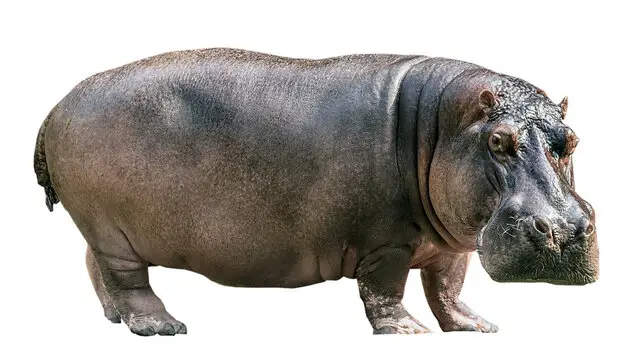 Hippopotamus are large, semiaquatic herbivores native to sub-Saharan Africa. They are the third largest land mammals, after elephants and white rhinos, and can grow to 16.5 feet long and 5.2 feet tall at the shoulder. Hippos are known for being aggressive and territorial, and are considered the world's deadliest large land mammal, killing an estimated 500 people in Africa annually. #fyp#hippos#massive 