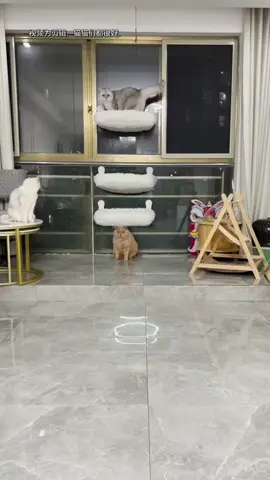 #cat #funnycat #catvideo 
