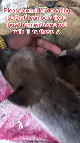And they need to be dewormed so that they can grow healthier #dog#donation #dogsoftiktok#puppyrescue# doglovers #vegan#gofundmehelp#care #petlovers#puppiesoftiktok#urgenthelp#photography#animls#animallovers#wildlife# animalsoftiktok#🆘🆘🆘🆘## animalrescueusa #donations  #TikTok USA #Uk# Germany  #puppylove #petlover #dogsoftiktok ##2025 #video #videovira #usa_tiktok #fyp #animal #views #foryoupage #help
