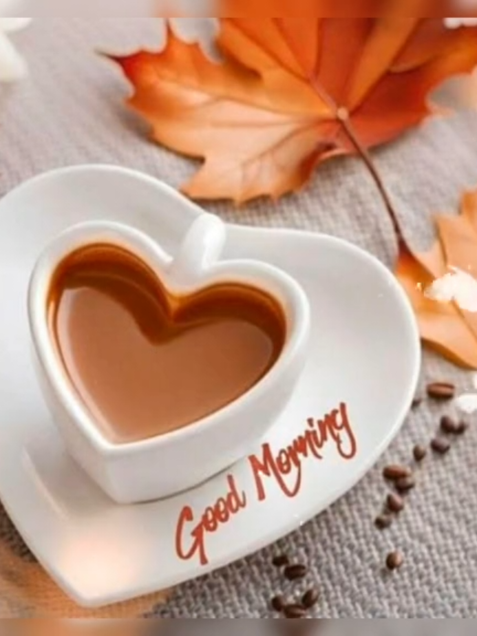 Good Morning ❤️  Today is beautiful day ✨️ 💕 #rosevibesss  #flowersvibesss 